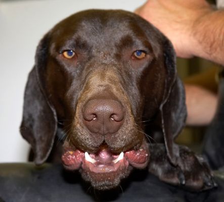 I don't mind this, really
Ключові слова: Josh German Shorthaired Pointer GSP