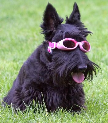 A star is born
Słowa kluczowe: Hettie Scottish Terrier Scottie doggles sunglasses tongue