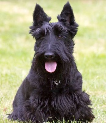 I'm the quiet one
Anahtar kelimeler: Flora Scottish Terrier Scottie