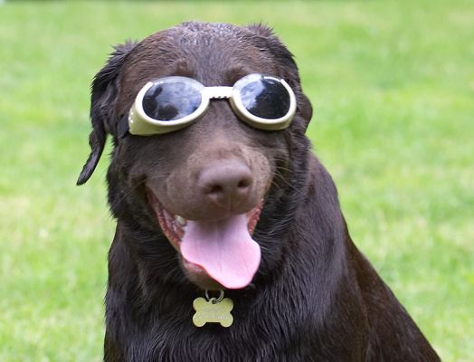 I've got my eye on that cookie
Ključne besede: George Chocolate Labrador doggles sunglasses