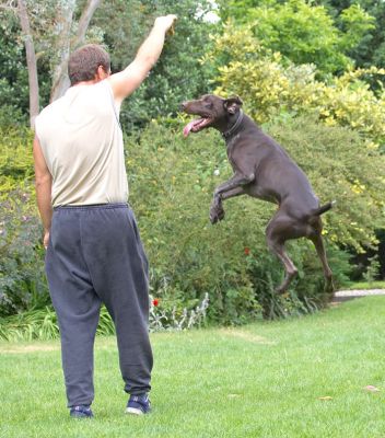 I hope I get the cookie and not his hand
Schlüsselwörter: Josh German Shorthaired Pointer GSP Zbigniew