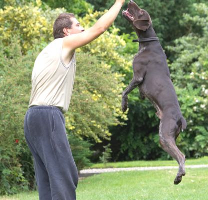 Getting close
Λέξεις-κλειδιά: Josh German Shorthaired Pointer GSP Zbigniew