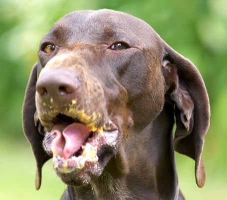Look, I have those genes too
Keywords: Josh German Shorthaired Pointer GSP tongue