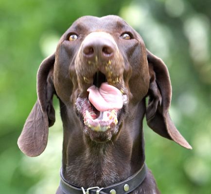 My tongue is getting a lot of exercise today
Anahtar kelimeler: Josh German Shorthaired Pointer GSP tongue