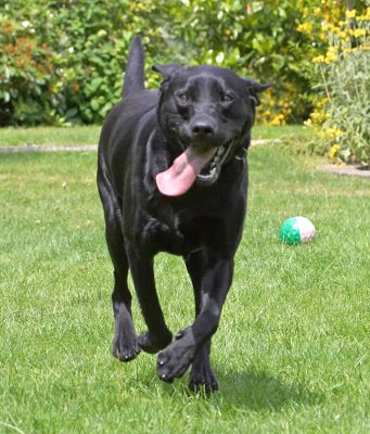I'm coming, I'm coming
Palabras clave: Ben Black Labrador tongue