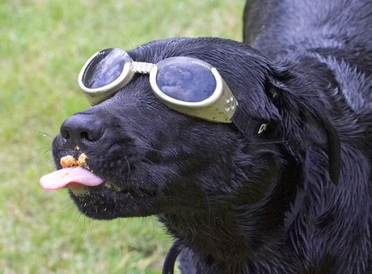 A boy needs sustenance after swimming in the canal
Palabras clave: Ben Black Labrador doggles sunglasses tongue