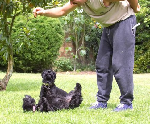Missed...........
Hettie jumped up for this cookie and missed!
Palabras clave: Flora Hettie Scottish Terrier Scottie Zbigniew
