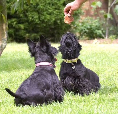 He knows how to hold our concentration
Trefwoorden: Flora Hettie Scottish Terrier Scottie
