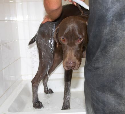 Will this be over soon?
الكلمات الإستدلالية(لتسهيل البحث): Josh German Shorthaired Pointer GSP