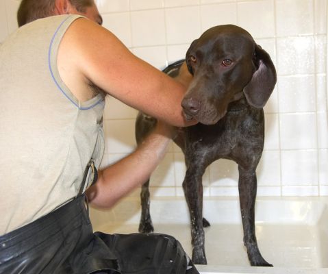 I'm being such a good boy
Anahtar kelimeler: Josh German Shorthaired Pointer GSP