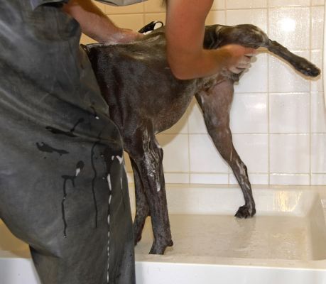Look, I even lifted my leg voluntarily
Ključne besede: Josh German Shorthaired Pointer GSP