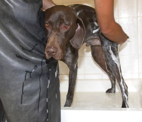 This is sooooooooooooo humiliating, I hope Daddy's happy!
Słowa kluczowe: Josh German Shorthaired Pointer GSP