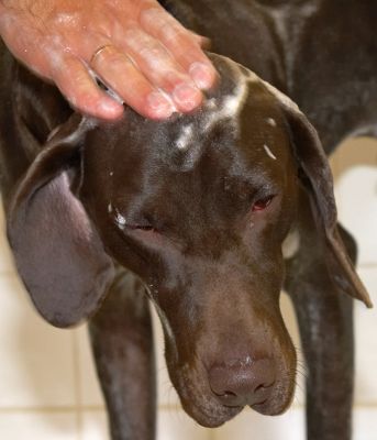I don't mind a bit of head massage though
Schlüsselwörter: Josh German Shorthaired Pointer GSP