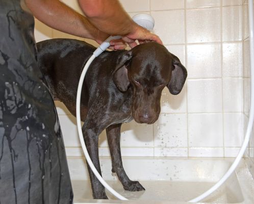 Just scratch a little bit to the left
Keywords: Josh German Shorthaired Pointer GSP