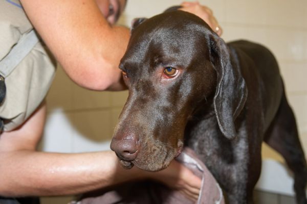 Hmmmmmmmm, a towel, please tell me it's almost over
Palabras clave: Josh German Shorthaired Pointer GSP