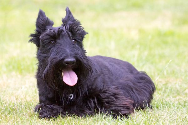 I just don't need to move a lot
Palabras clave: Flora Scottish Terrier Scottie tongue