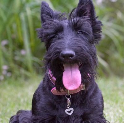 Well, I can sit still too
Ključne besede: Hettie Scottish Terrier Scottie tongue