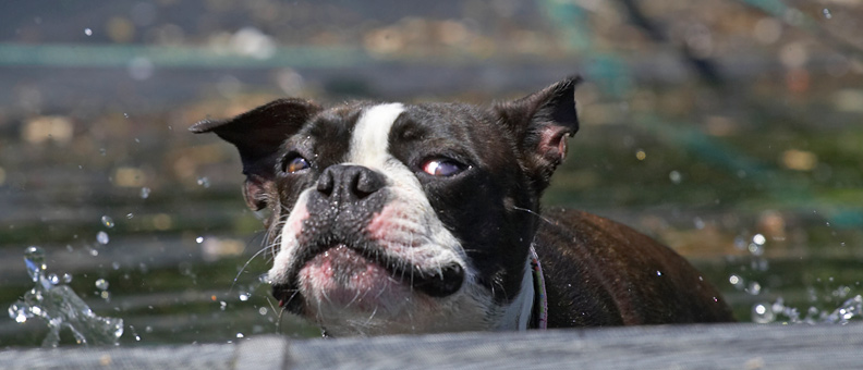 Look, I can splash
Klíčová slova: Cavi Boston Terrier