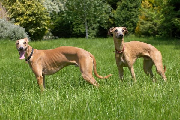 OK, where do we go now?
Λέξεις-κλειδιά: Kipper Ginger Whippet
