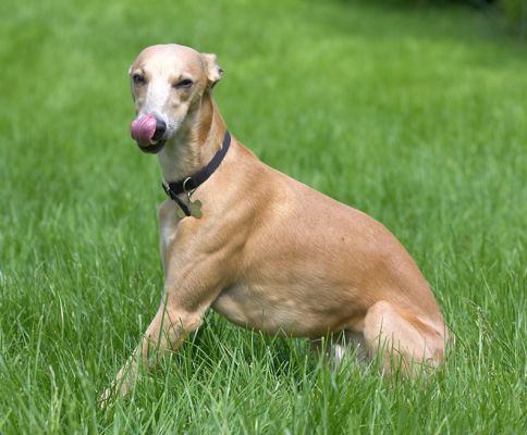 Ginger washing his nose
Ключевые слова: Ginger Whippet nose tongue