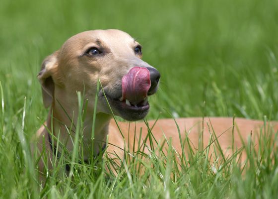 And now I need to clean this side
Słowa kluczowe: Ginger Whippet