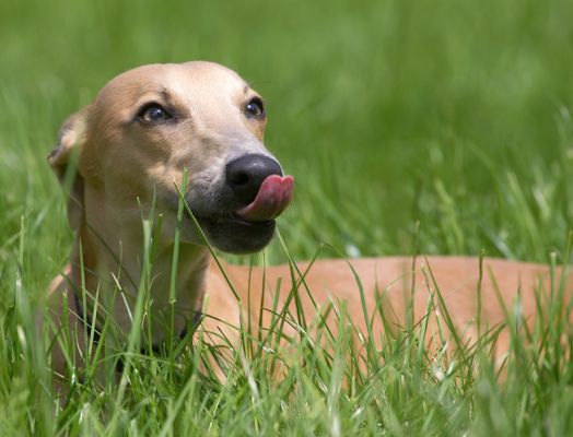 Aren't I cute!
Avainsanat: Ginger Whippet