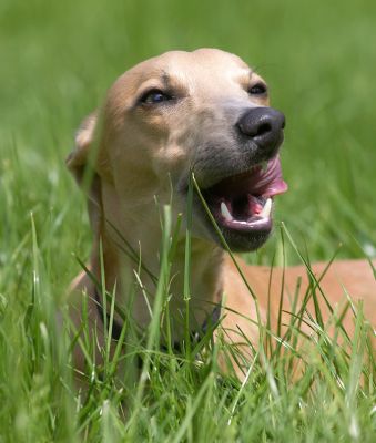 How did I do this with my tongue?
Keywords: Ginger Whippet tongue