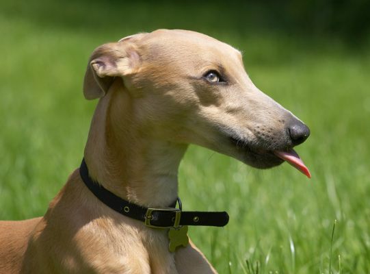 Peanut butter - yum
Palabras Clave: Ginger Whippet peanut butter