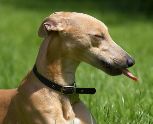 If I close my eyes I can really enjoy the sensation
Palabras Clave: Ginger Whippet
