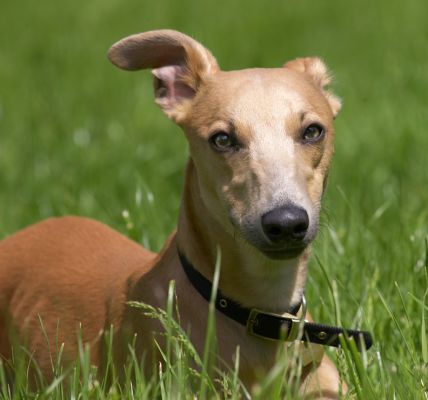 Ear 'ere
Klíčová slova: Ginger Whippet