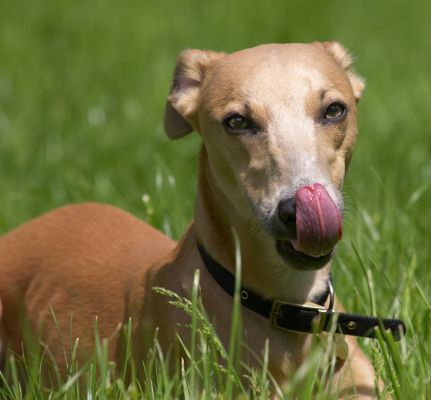 Look mum, I can reach my nose
Keywords: Ginger Whippet