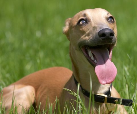 Yes, my tongue is this long
Anahtar kelimeler: Ginger Whippet
