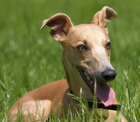 I am one happy bunny
Palabras Clave: Ginger Whippet