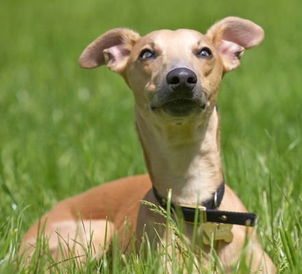 And I can do this with my ears
Schlüsselwörter: Ginger Whippet