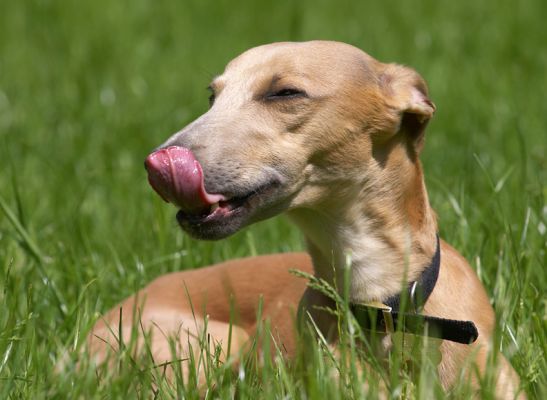 Kipper is missing out on this peanut butter treat - more for me!
Słowa kluczowe: Ginger Whippet