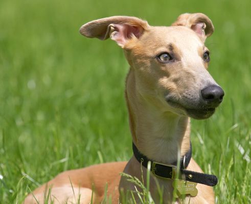 Has he got his fingers in that peanut butter jar again?
Palabras clave: Ginger Whippet