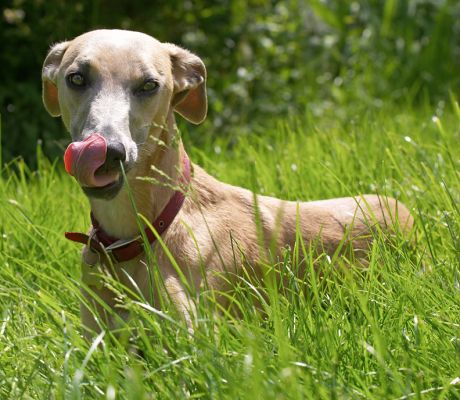 Wow, this is yummy - Ginger should have called me sooner
Mots-clés: Kipper Whippet