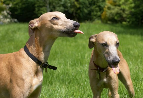 Now we're both in on the act
Λέξεις-κλειδιά: Kipper Ginger Whippet