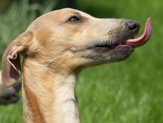 Wow, I can see my tongue
Keywords: Ginger Kipper Whippet
