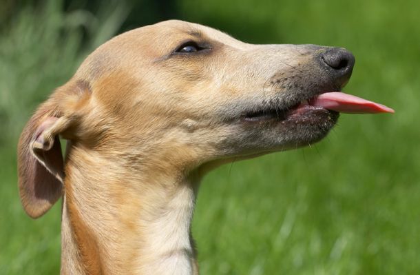 Look, I have a model's neck
Ключові слова: Ginger Kipper Whippet