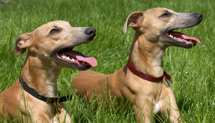 Aren't we a handsome pair!
Palabras Clave: Ginger Kipper Whippet