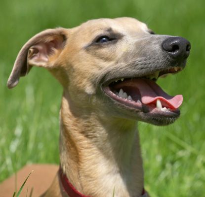 OK, my mouth's open - I'm ready for more peanut butter
Palabras clave: Kipper Whippet