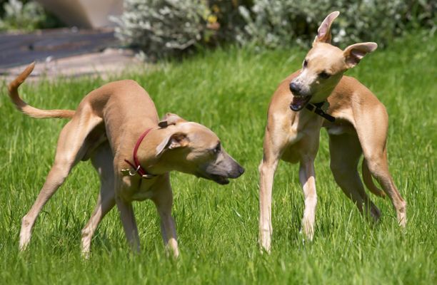 Picnic over, time for play
Keywords: Kipper Ginger Whippet