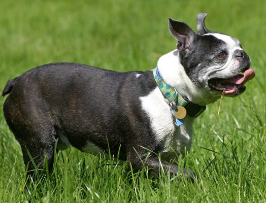 Now, where did that rubber bone go?
Ключові слова: Mugsy Boston Terrier