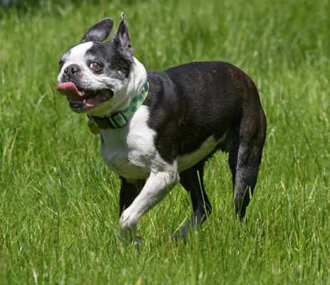 I'm on the hunt for that rubber bone
Trefwoorden: Mugsy Boston Terrier