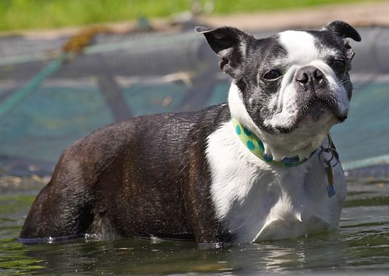 A guy's gotta cool of somehow
Keywords: Mugsy Boston Terrier