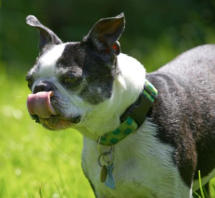 Why does the peanut butter always get up my nose?
Ключові слова: Mugsy Boston Terrier