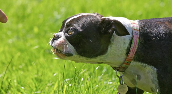 Ah, food - I've got my eye on that finger
Keywords: Cavi Boston Terrier
