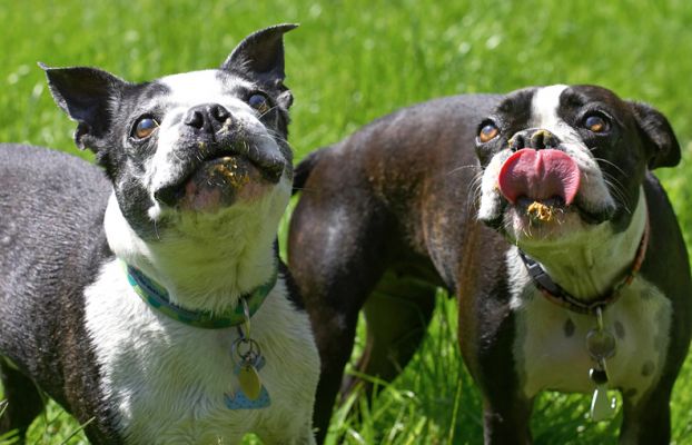 Cavi's got hers, where's mine?
Keywords: Cavi Mugsy Boston Terrier