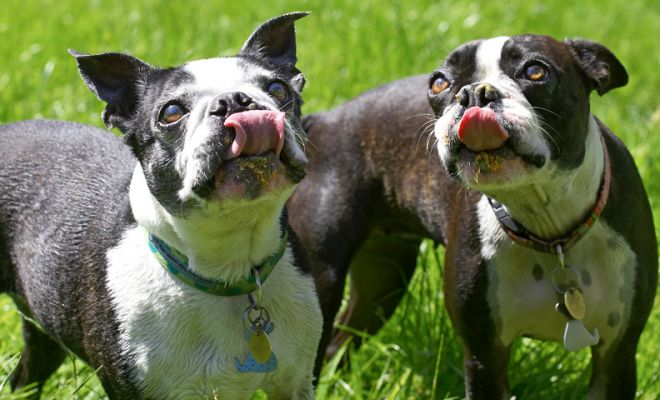 This is finger-lickin', we mean nose-lickin', good
Palabras clave: Cavi Mugsy Boston Terrier